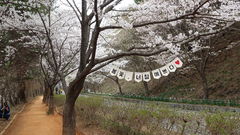 벚꽃길 걷고, 황톳길 밟고…보령, 11일 봄꽃축제 '풍성'