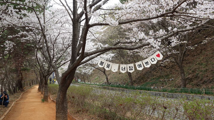 벚꽃길 걷고, 황톳길 밟고…보령, 11일 봄꽃축제 '풍성'