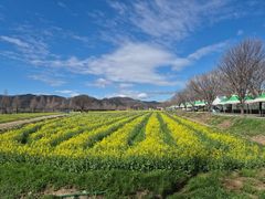 110만㎡ 노란 유채꽃 물결과 낙동강 푸른 물결의 향연
