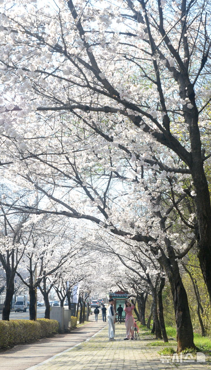 벚꽃 만개한 전주