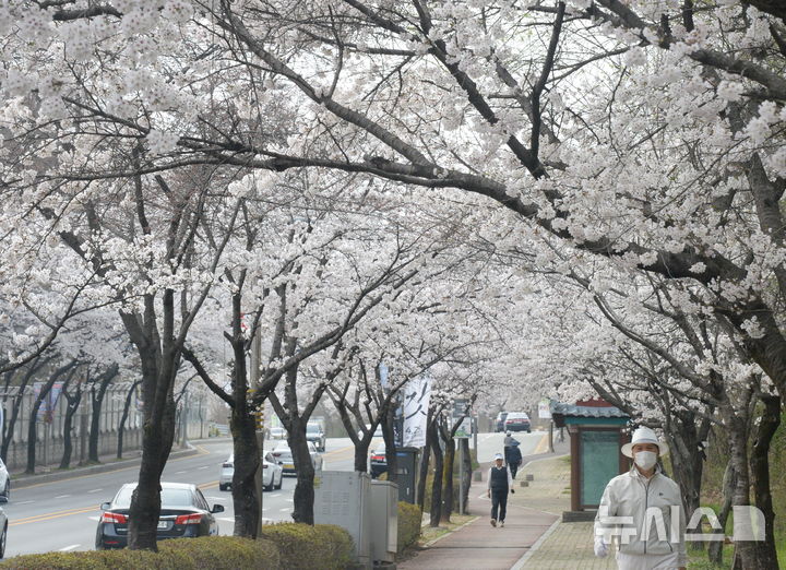 만개한 벚꽃 찾은 시민들
