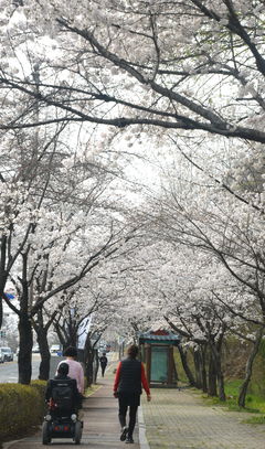 '낮 최고 20도' 큰 일교차…밤부터 전국 곳곳 비[내일날씨]