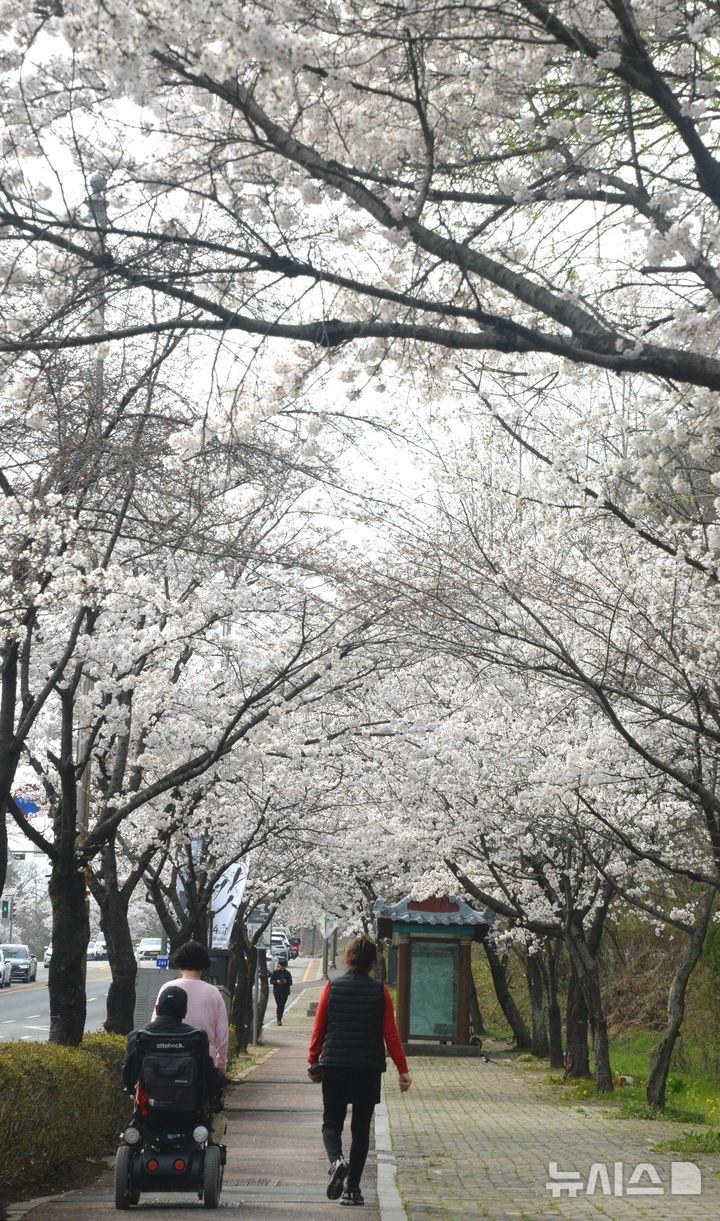 찾아온 봄 날씨에 만개한 벚꽃