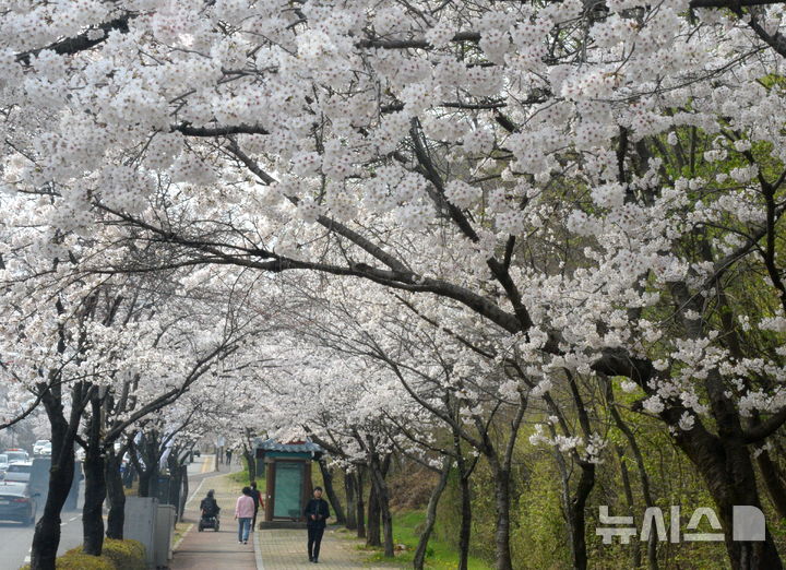 벚꽃 만개한 전주 조경단로