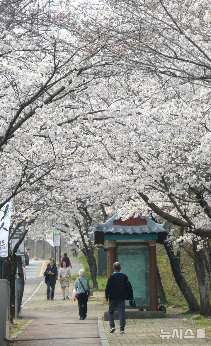 만개한 벚꽃 찾아온 시민들