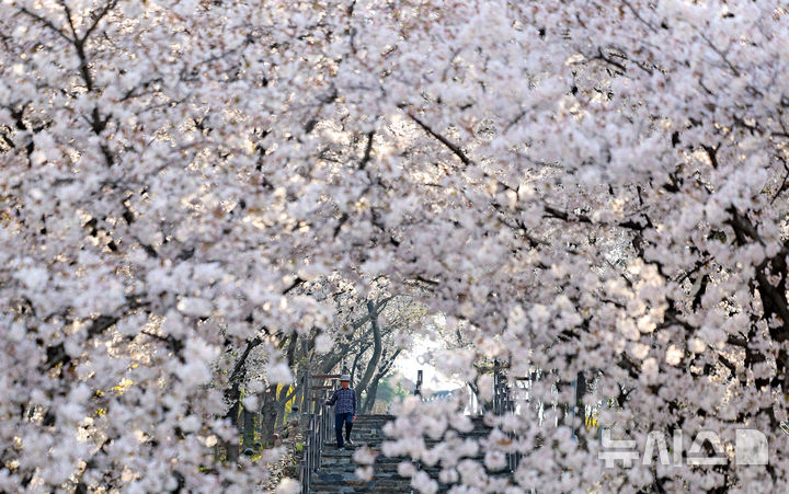 하얀 벚꽃 아래로 걷는 오전