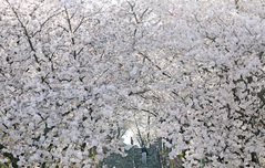 대구·경북, 흐리고 최대 60㎜ 비…아침 4도·한낮 17도