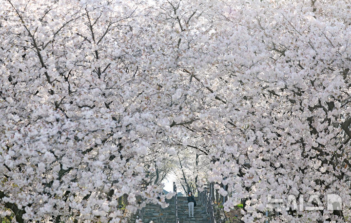 벚꽃 터널 아래 깊어가는 봄