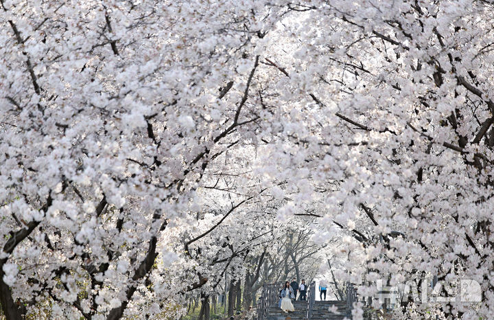벚꽃 터널 아래 깊어가는 봄