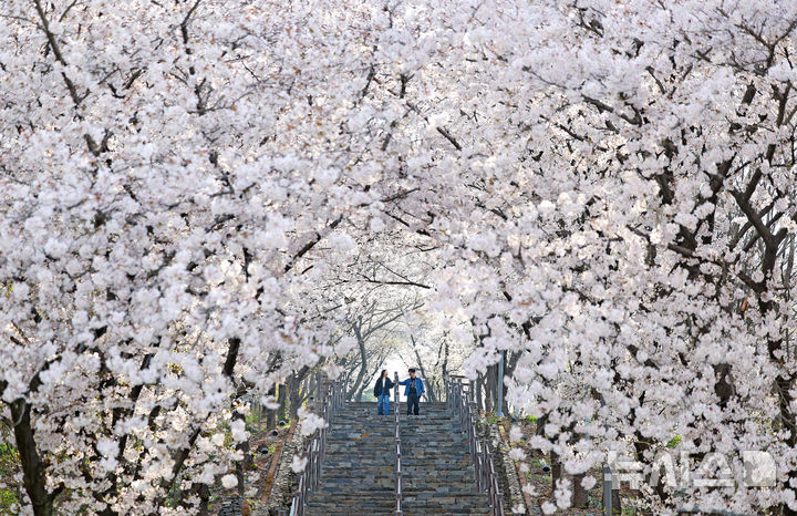 "벚꽃 터널 아래 쏟아지는 오전의 설렘"