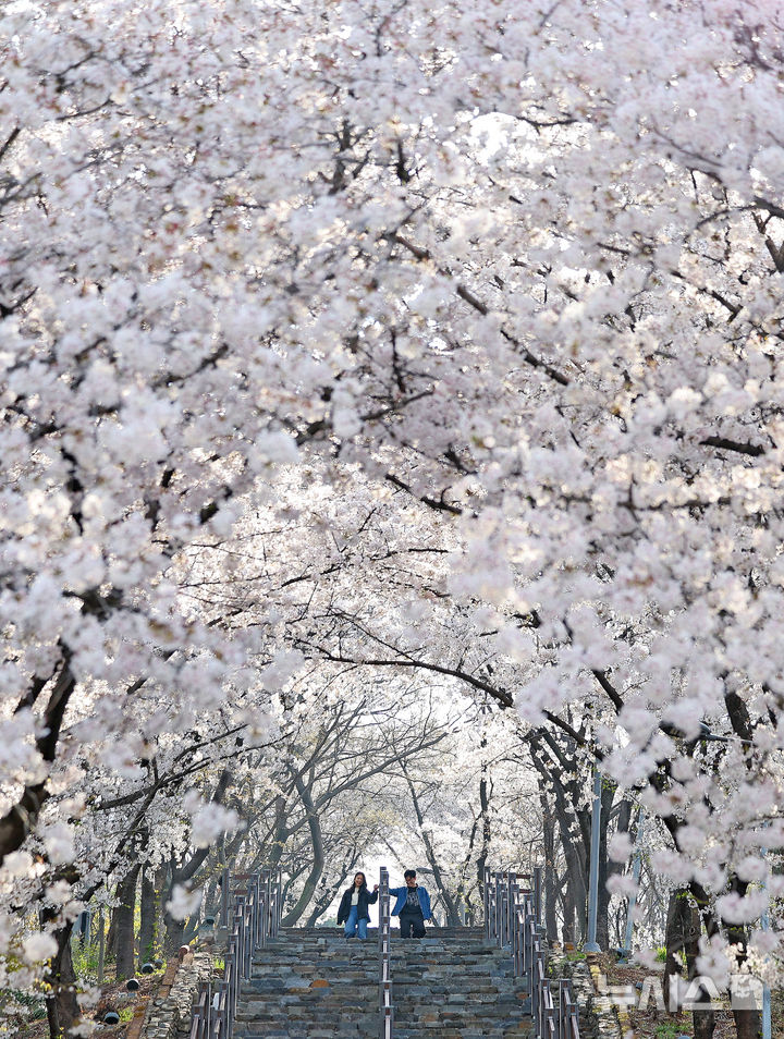 벚꽃 터널 아래 깊어가는 봄