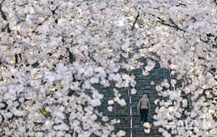 하얀 벚꽃 아래로 걷는 오전