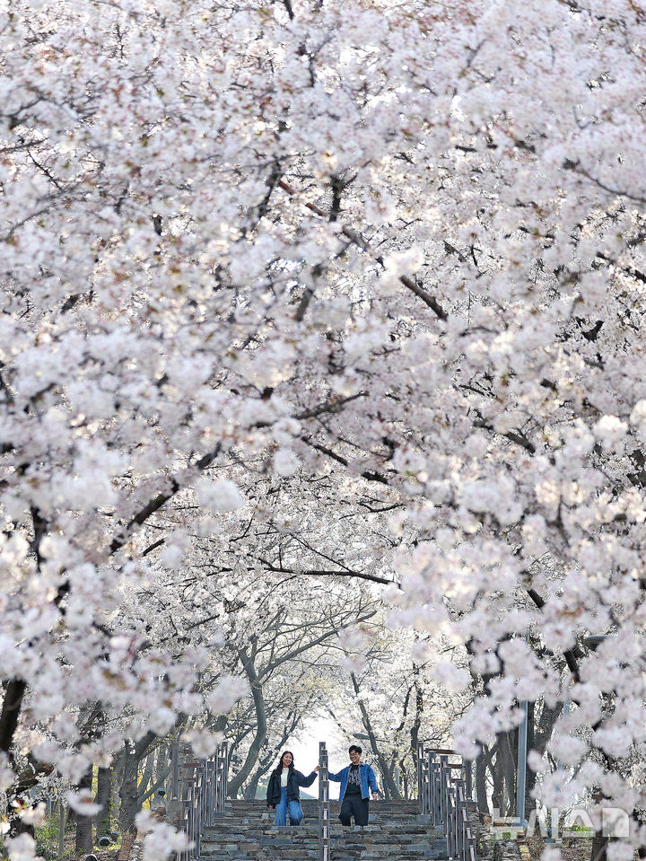 "벚꽃 터널 아래 쏟아지는 오전의 설렘"