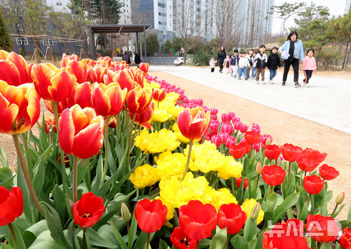 근린공원에 핀 튤립