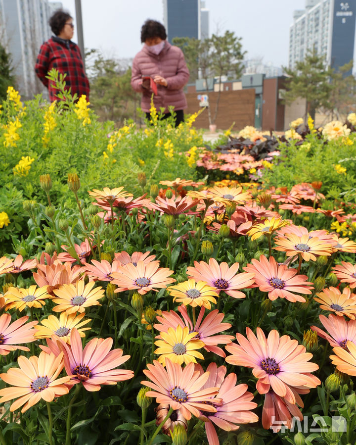 공원에 핀 금잔화 감상하는 시민들