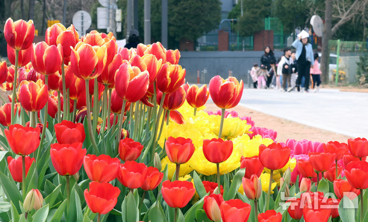 시민들의 시선 끄는 튤립