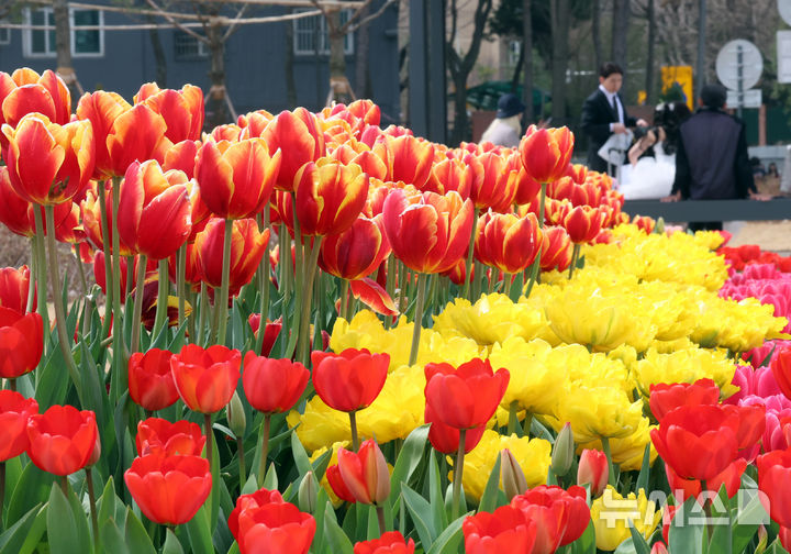 봄에 피는 튤립