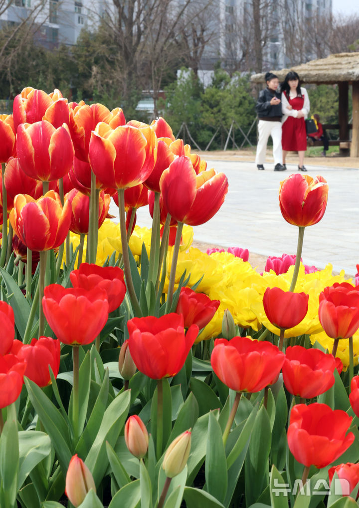 공원 화단에 핀 튤립