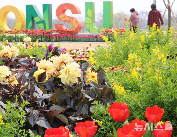 봄 내음 느껴지는 튤립과 금잔화