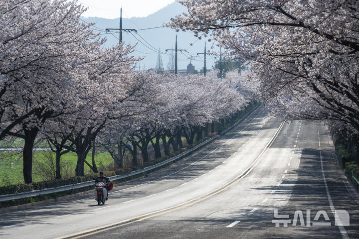 아름다운 선진리성 벚꽃길