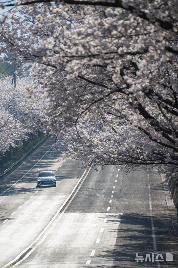 아름다운 사천 선진리성 벚꽃길