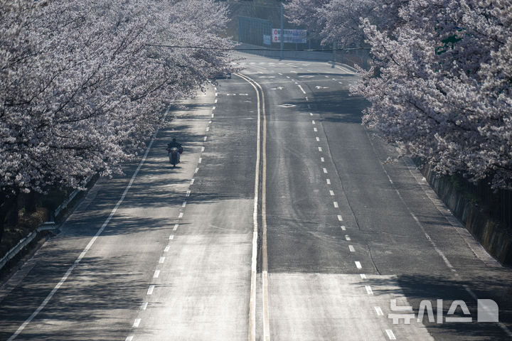 벚꽃으로 물든 사천 용현면