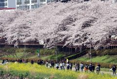 전국 곳곳에 벚꽃 절정… 주말 비소식에 이른 벚꽃엔딩? [뉴시스Pic]