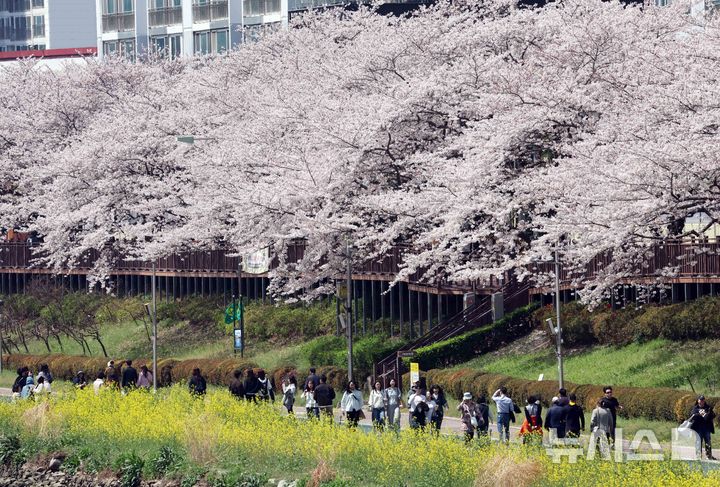 전국 곳곳에 벚꽃 절정… 주말 비소식에 이른 벚꽃엔딩? [뉴시스Pic]