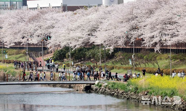 부산 온천천 봄 나들이
