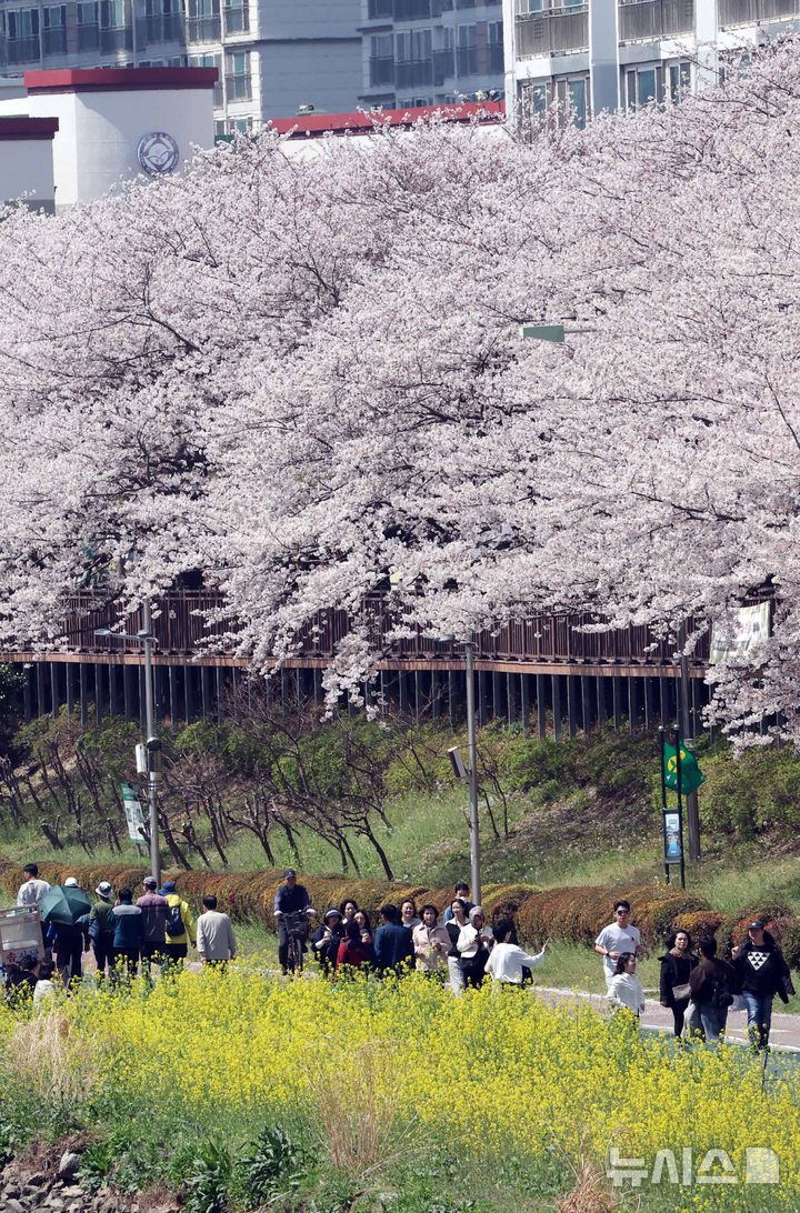 부산 온천천 봄 나들이