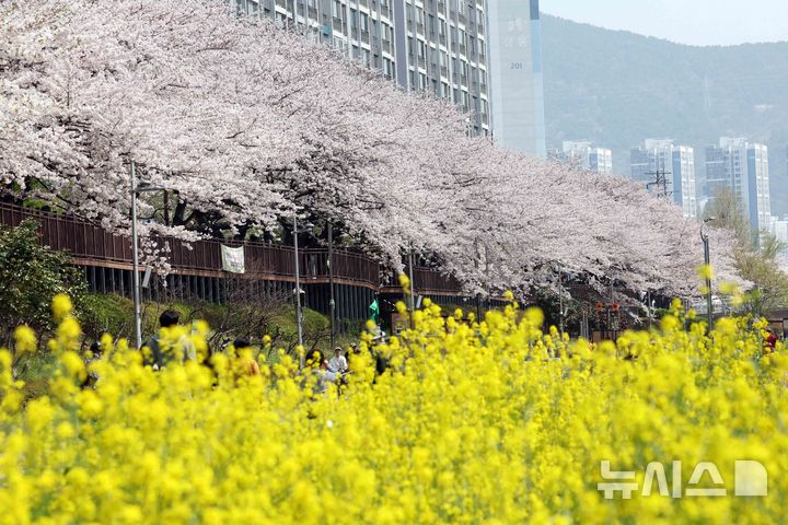 부산 온천천 봄 나들이