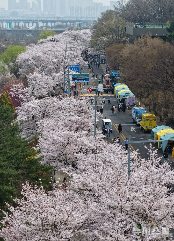 벚꽃 만개한 윤중로