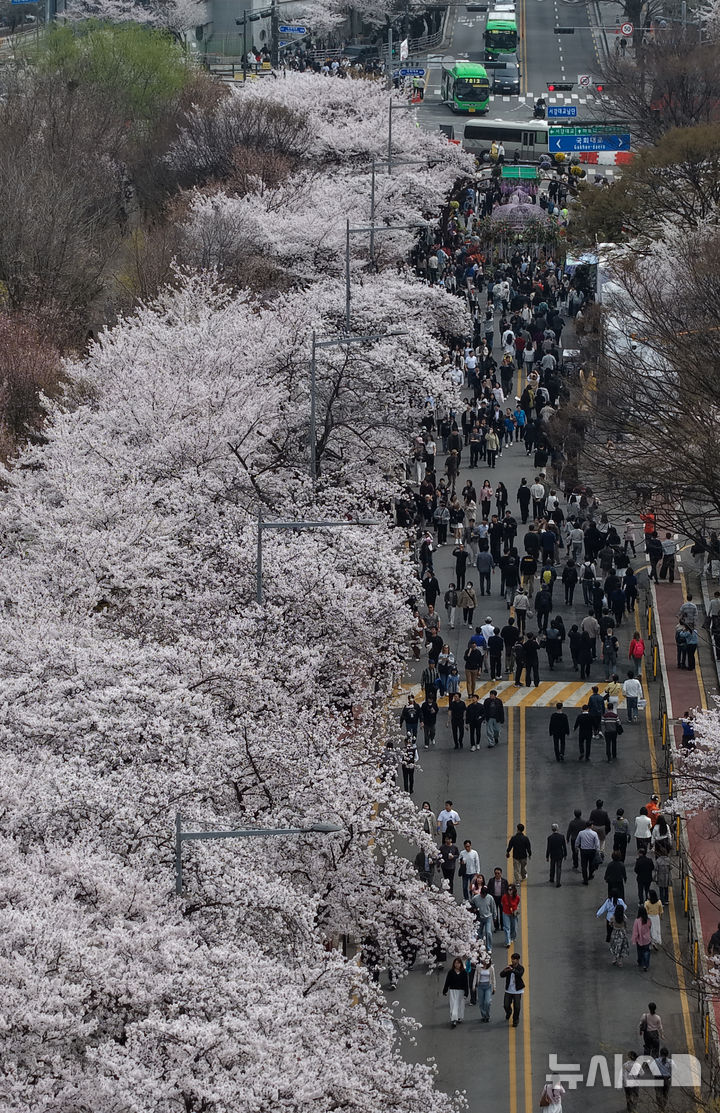 벚꽃 만개한 윤중로, 봄꽃 축제 시작