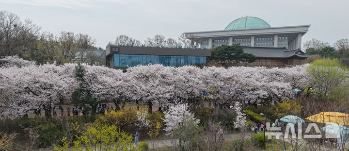 벚꽃 만개한 윤중로, 봄꽃 축제 시작
