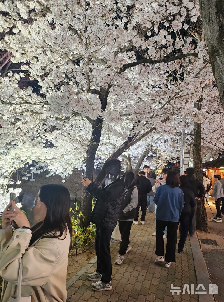 김천 연화지 벚꽃 축제 상춘객으로 '북적'