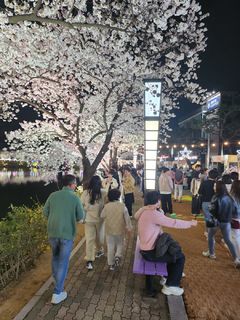 김천 연화지 벚꽃 축제…'상춘객 북적'