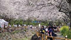 제4회 서홍동 웃물교 벚꽃축제 개막