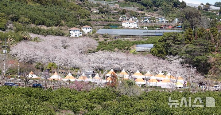 활짝 핀 웃물교 벚꽃 군락