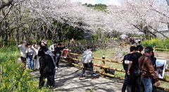 벚꽃구경 엔딩은 비염?…"그러려니 놔두면 큰 병 와요"