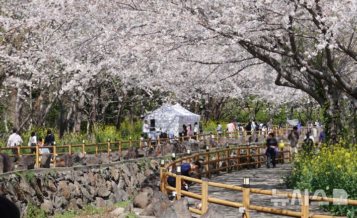 상춘객 붐비는 웃물교 벚꽃축제