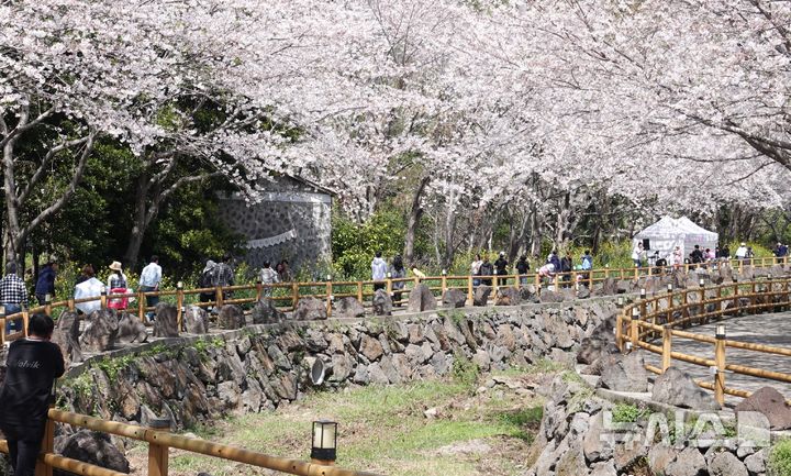 벚꽃 만개 웃물교 상춘객 '북적'