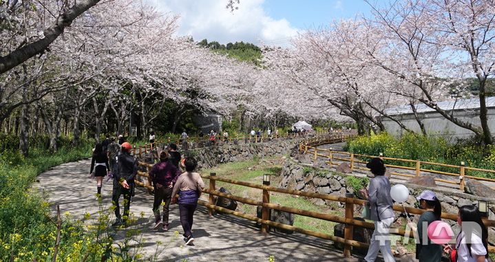 "서홍동 웃물교 벚꽃축제 왔어요"
