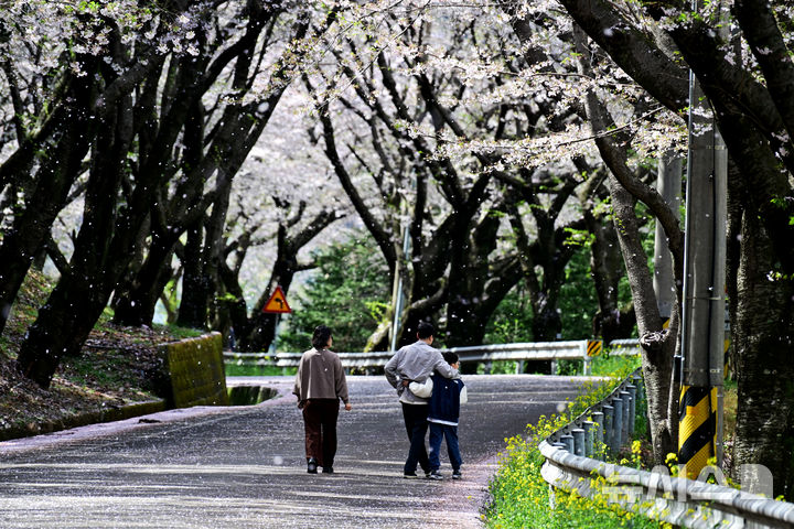 꽃비 내리는 남해 왕지벚꽃길