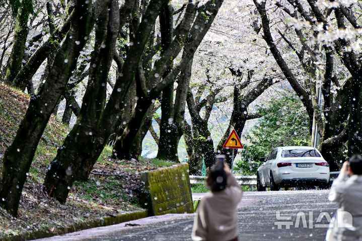 남해왕지벚꽃길 '봄의 절정'