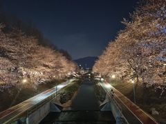 서초구, 여의천·도구머리공원 벚꽃길 야간조명 가동