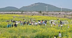 '폐막' 서귀포유채꽃축제, 봄정취 만끽…꽃밭감상·인생샷