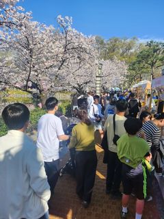 김천 연화지 벚꽃축제 폐막…관광객 30만명 다녀가 
