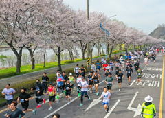 벚꽃 아래서 즐기는 나주 영산강 마라톤