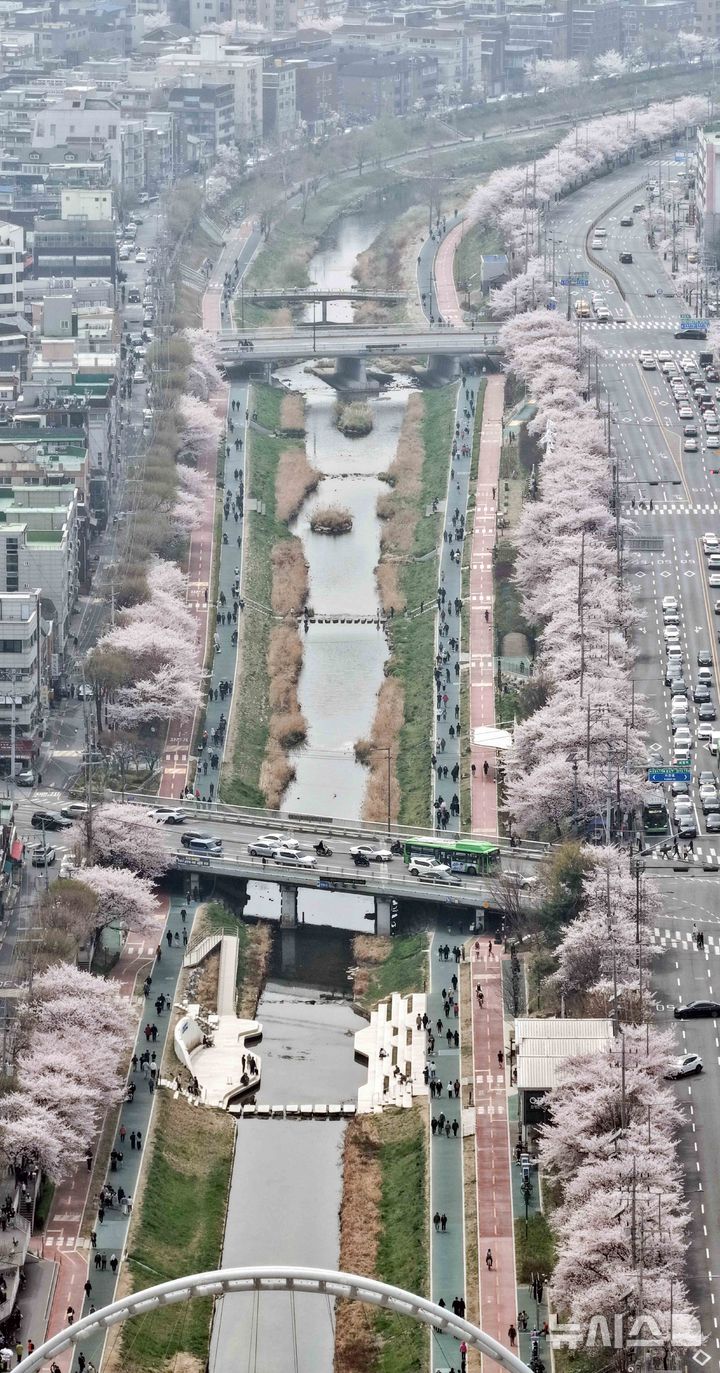 봄의 전령 벚꽃, 불광천에 만개 [뉴시스Pic]