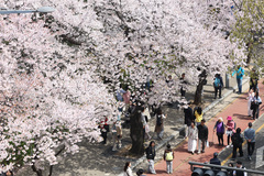 "다들 벚꽃 보러 간다 했더니"…여의도 등 지난 주말 트래픽 1.5배 증가